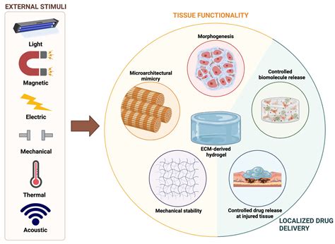  Dextran: Un polimero versatile per l'ingegneria tissutale e la somministrazione controllata di farmaci!