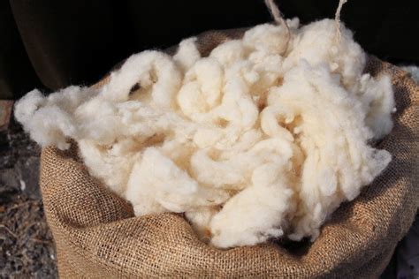  Wool - Un tesoro naturale per la lavorazione tessile e la produzione di bio-fertilizzanti!